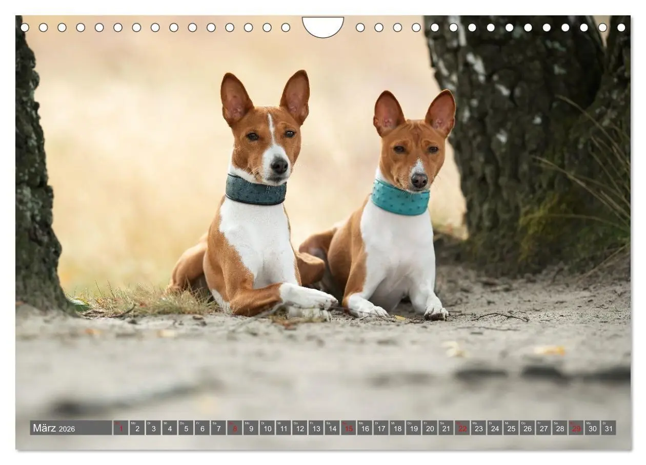 Bild: 9783516711745 | Eine Reise in die Welt der Basenjis (Wandkalender 2026 DIN A4...