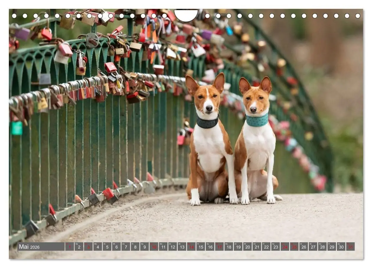 Bild: 9783516711745 | Eine Reise in die Welt der Basenjis (Wandkalender 2026 DIN A4...