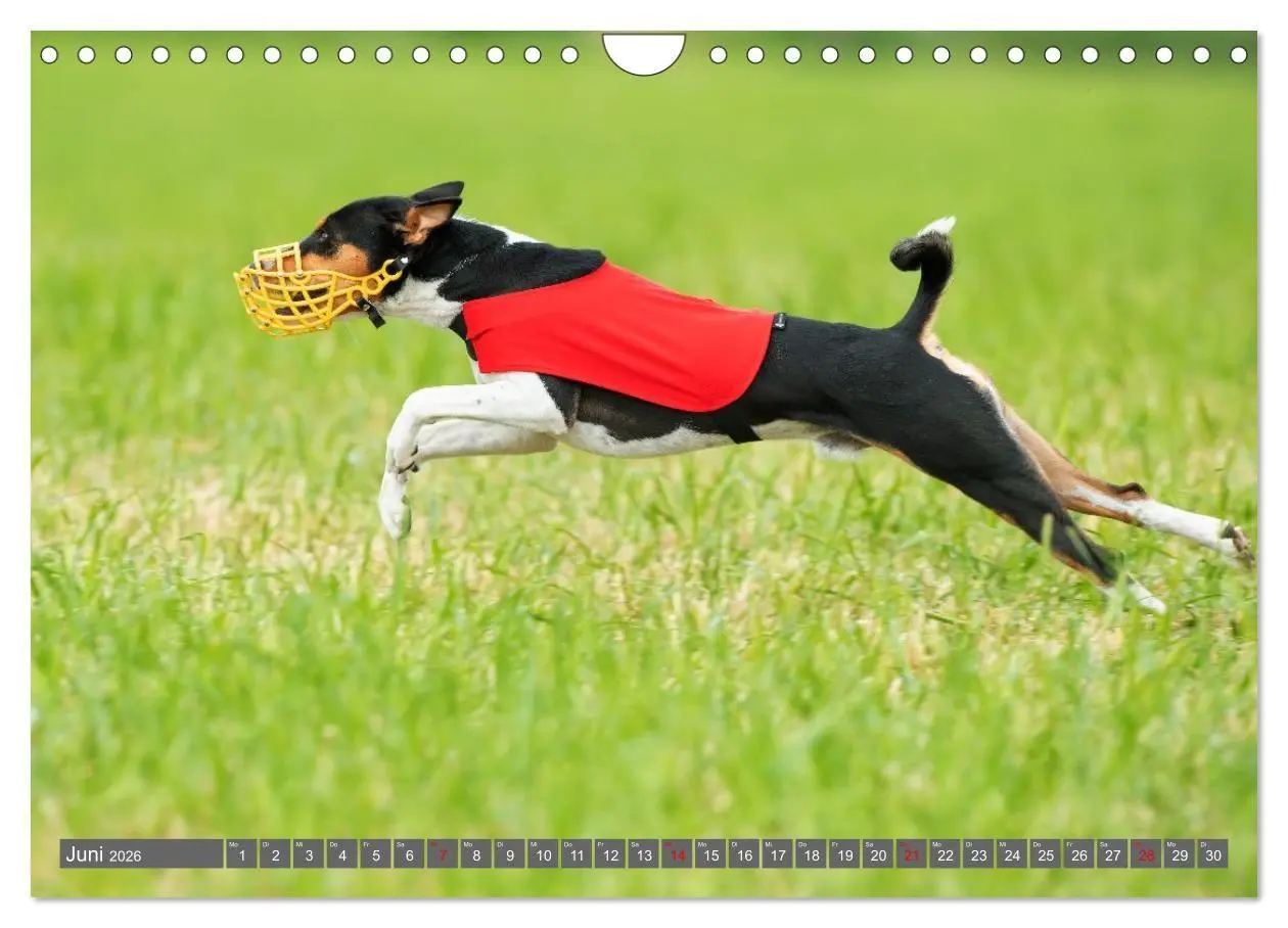Bild: 9783516711745 | Eine Reise in die Welt der Basenjis (Wandkalender 2026 DIN A4...