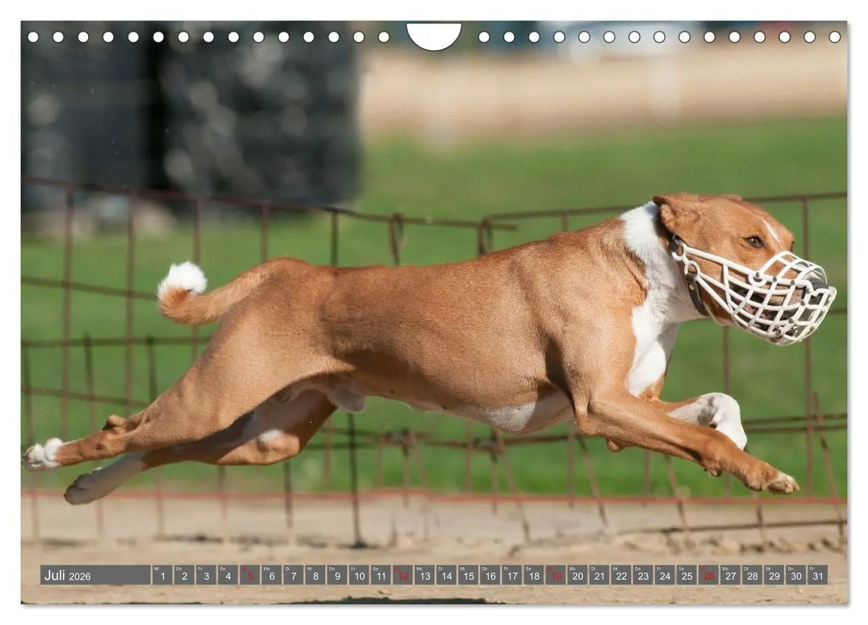 Bild: 9783516711745 | Eine Reise in die Welt der Basenjis (Wandkalender 2026 DIN A4...
