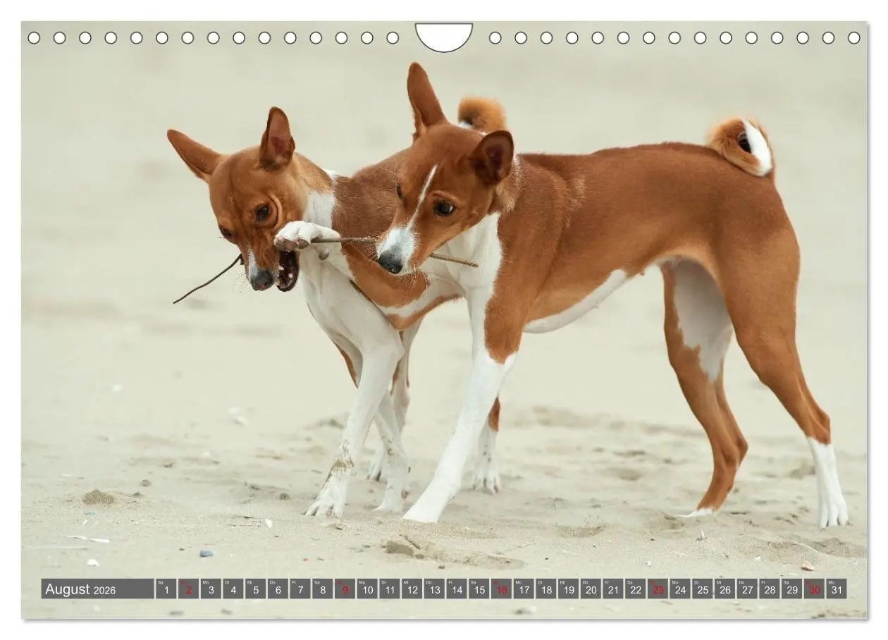 Bild: 9783516711745 | Eine Reise in die Welt der Basenjis (Wandkalender 2026 DIN A4...