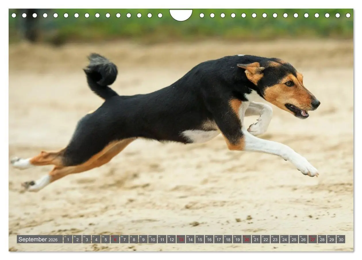Bild: 9783516711745 | Eine Reise in die Welt der Basenjis (Wandkalender 2026 DIN A4...