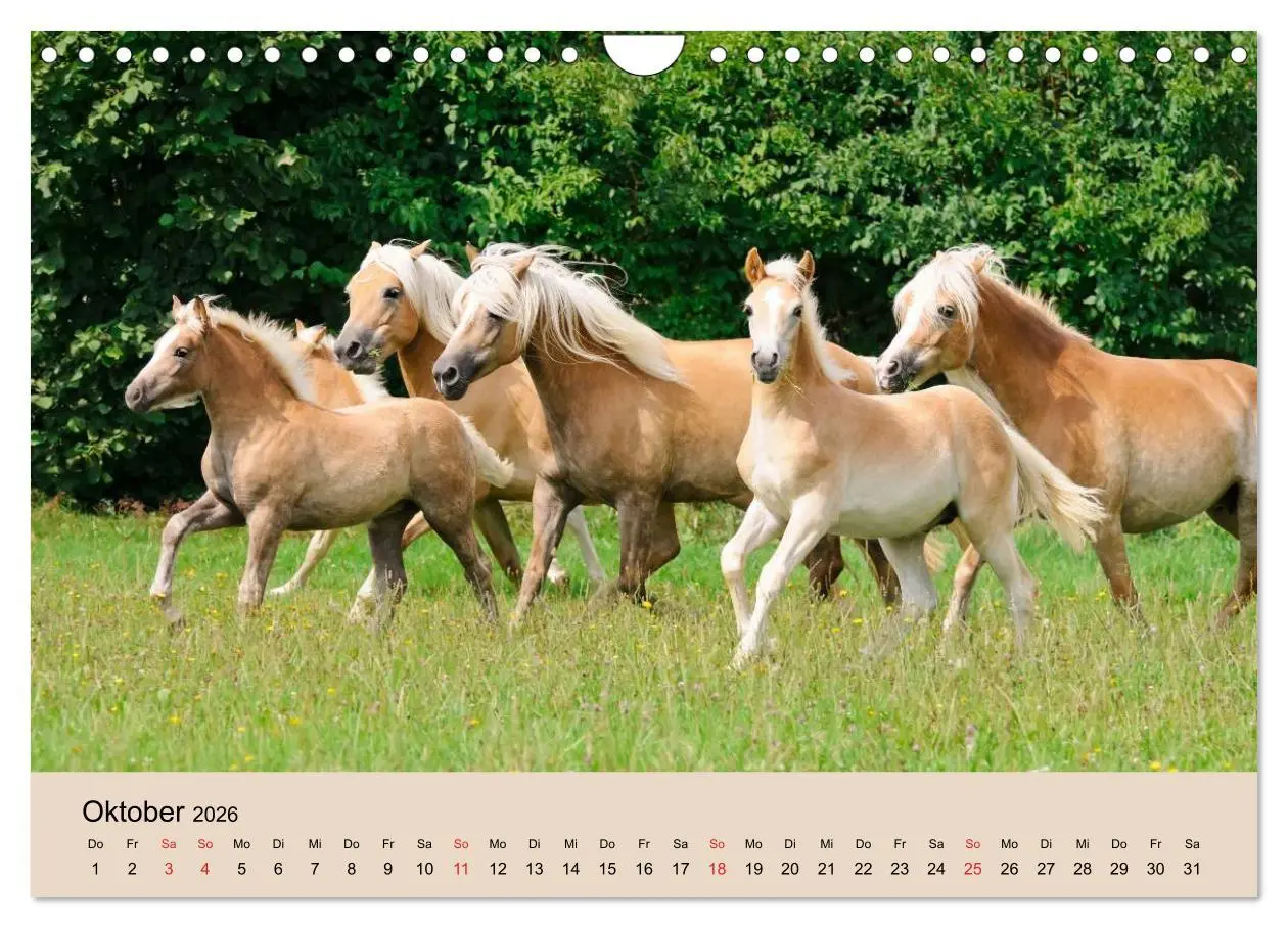 Bild: 9783516181845 | Haflinger Fohlen (Wandkalender 2026 DIN A4 quer), CALVENDO...