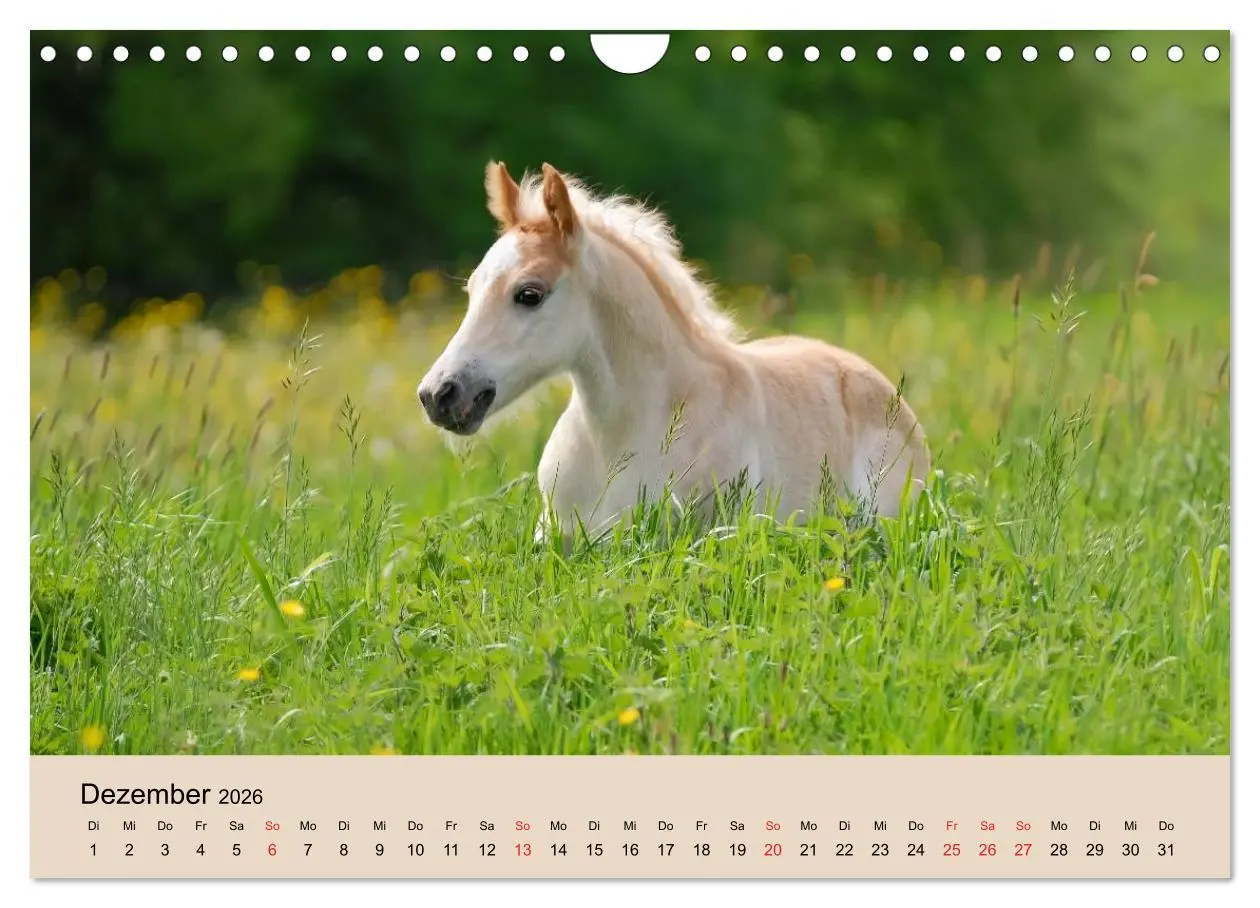 Bild: 9783516181845 | Haflinger Fohlen (Wandkalender 2026 DIN A4 quer), CALVENDO...
