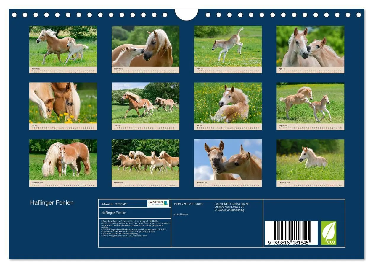 Bild: 9783516181845 | Haflinger Fohlen (Wandkalender 2026 DIN A4 quer), CALVENDO...