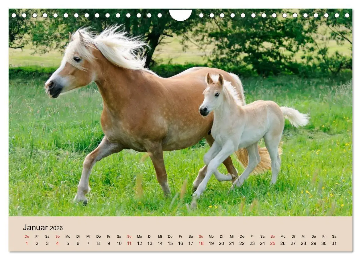 Bild: 9783516181845 | Haflinger Fohlen (Wandkalender 2026 DIN A4 quer), CALVENDO...