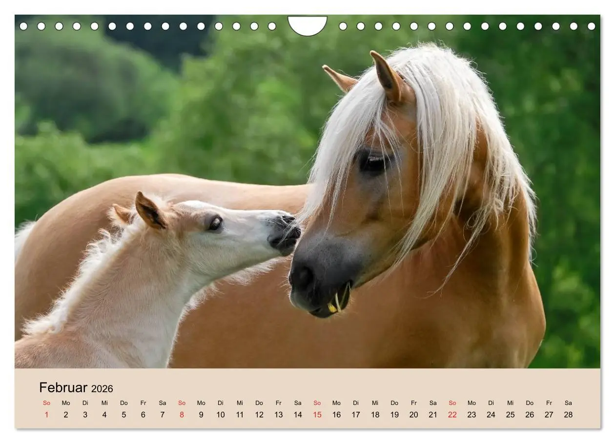 Bild: 9783516181845 | Haflinger Fohlen (Wandkalender 2026 DIN A4 quer), CALVENDO...