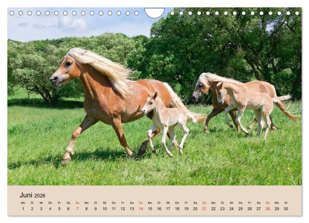 Bild: 9783516181845 | Haflinger Fohlen (Wandkalender 2026 DIN A4 quer), CALVENDO...