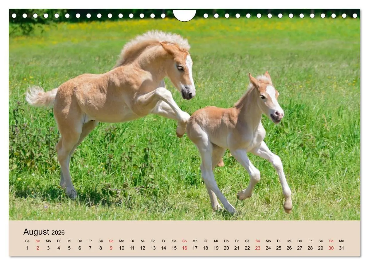 Bild: 9783516181845 | Haflinger Fohlen (Wandkalender 2026 DIN A4 quer), CALVENDO...