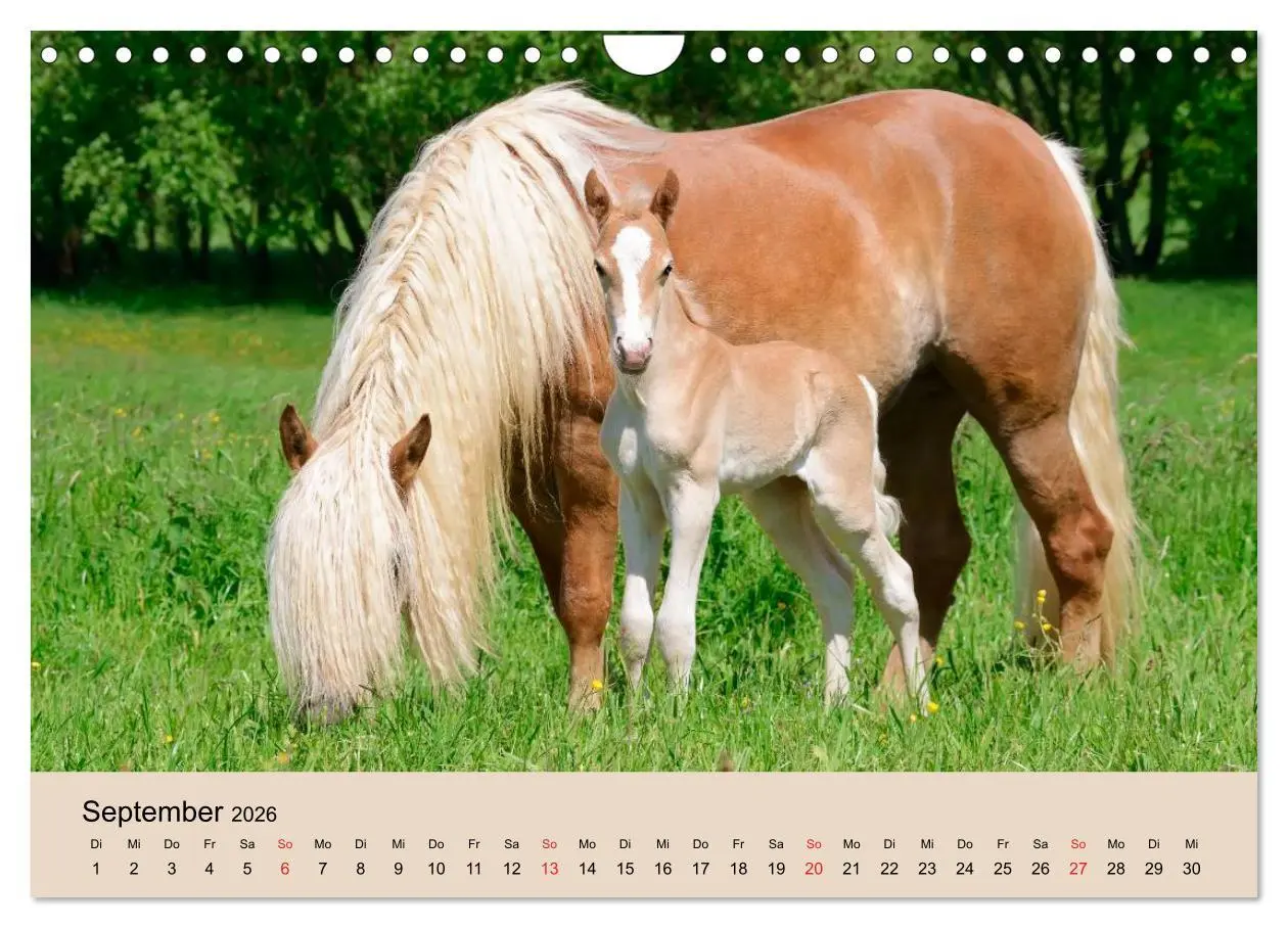 Bild: 9783516181845 | Haflinger Fohlen (Wandkalender 2026 DIN A4 quer), CALVENDO...