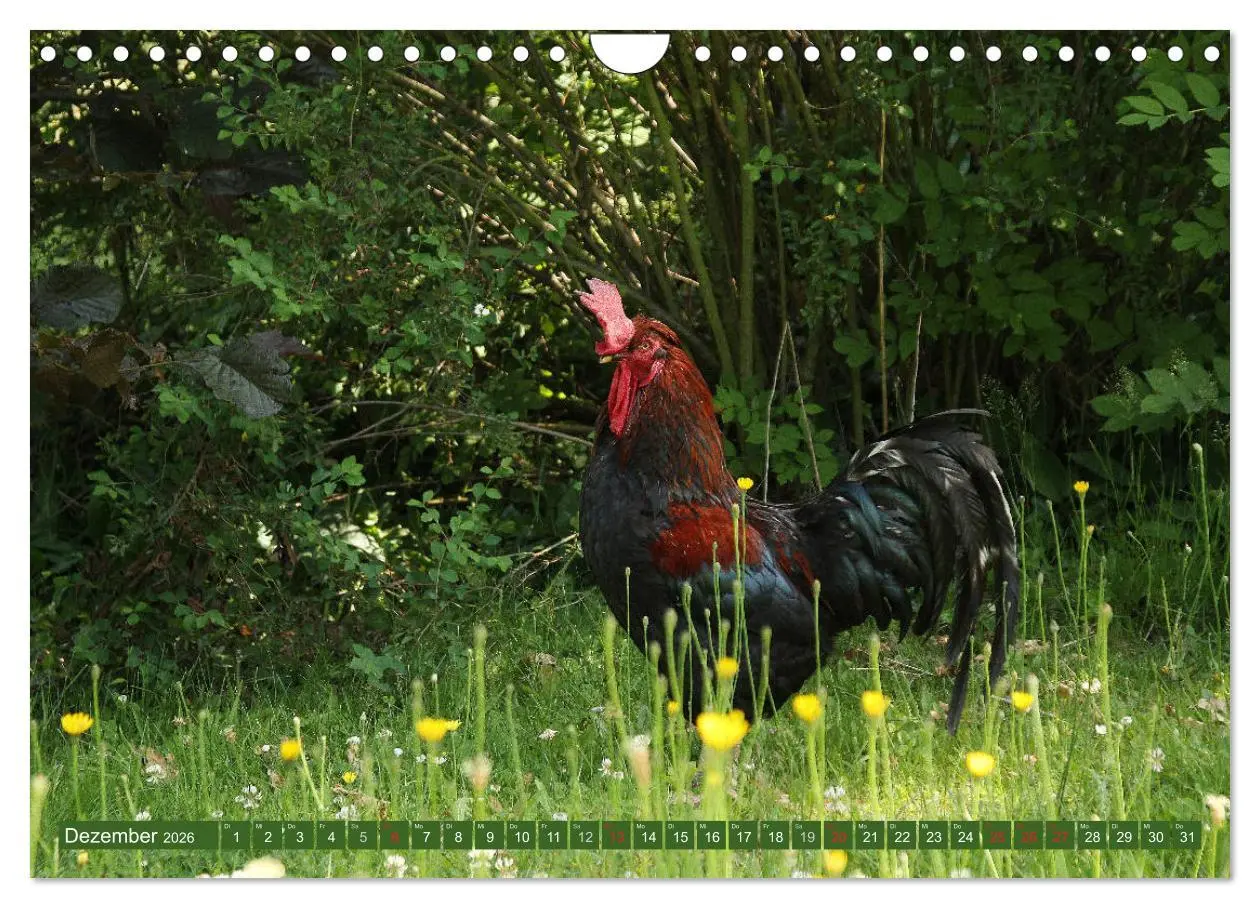 Bild: 9783457732045 | Hannoversches Wendland Verträumtes Landleben (Wandkalender 2026 DIN...