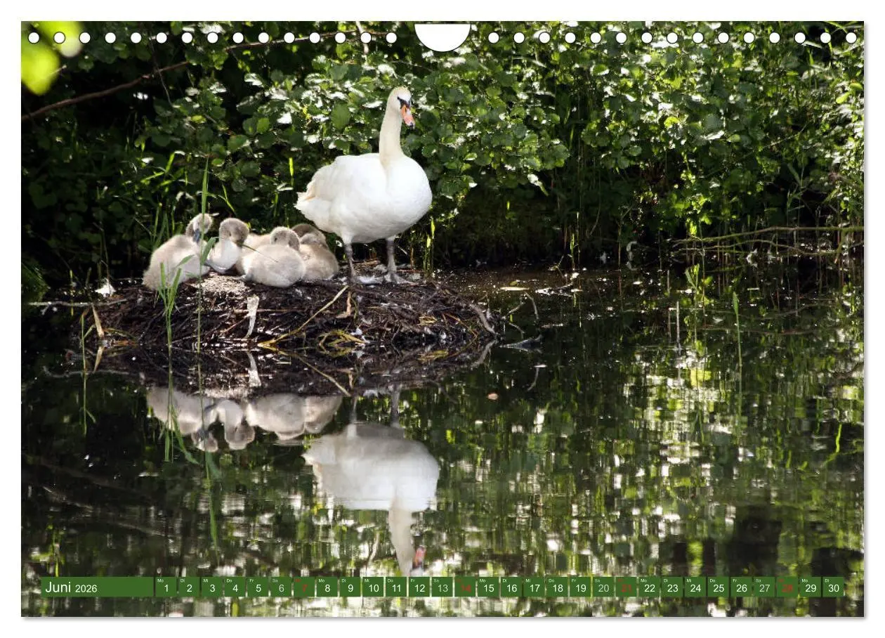 Bild: 9783457732045 | Hannoversches Wendland Verträumtes Landleben (Wandkalender 2026 DIN...