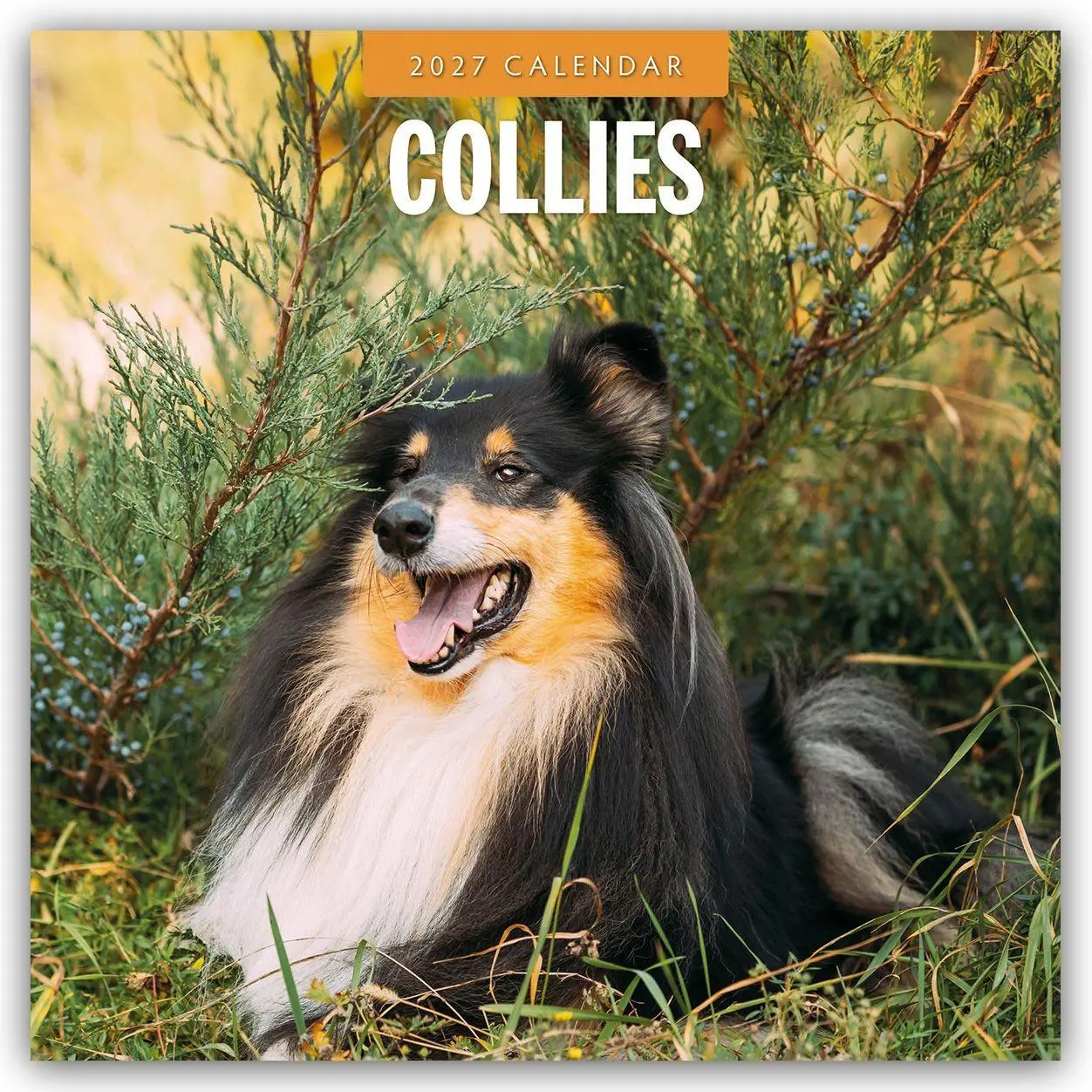 Cover: 9781837012145 | Collies - Collie 2027 - 16-Monatskalender | Robin Red | Kalender