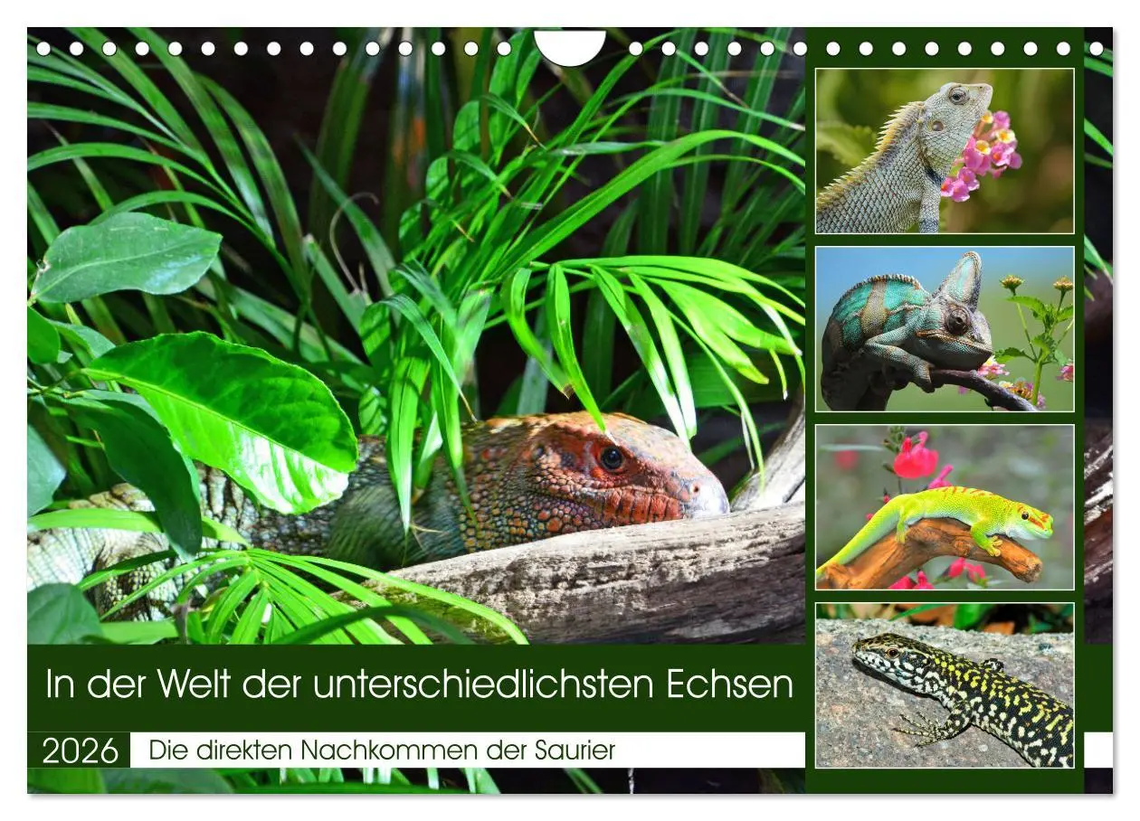 Cover: 9783457572245 | In der Welt der unterschiedlichsten Echsen (Wandkalender 2026 DIN...