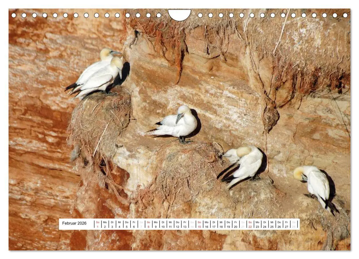Bild: 9783457952245 | Hochsee-Insel Helgoland (Wandkalender 2026 DIN A4 quer), CALVENDO...
