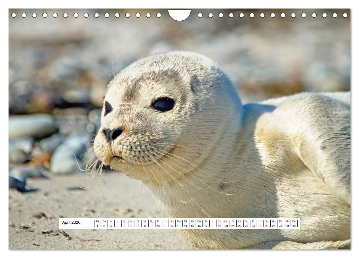 Bild: 9783457952245 | Hochsee-Insel Helgoland (Wandkalender 2026 DIN A4 quer), CALVENDO...