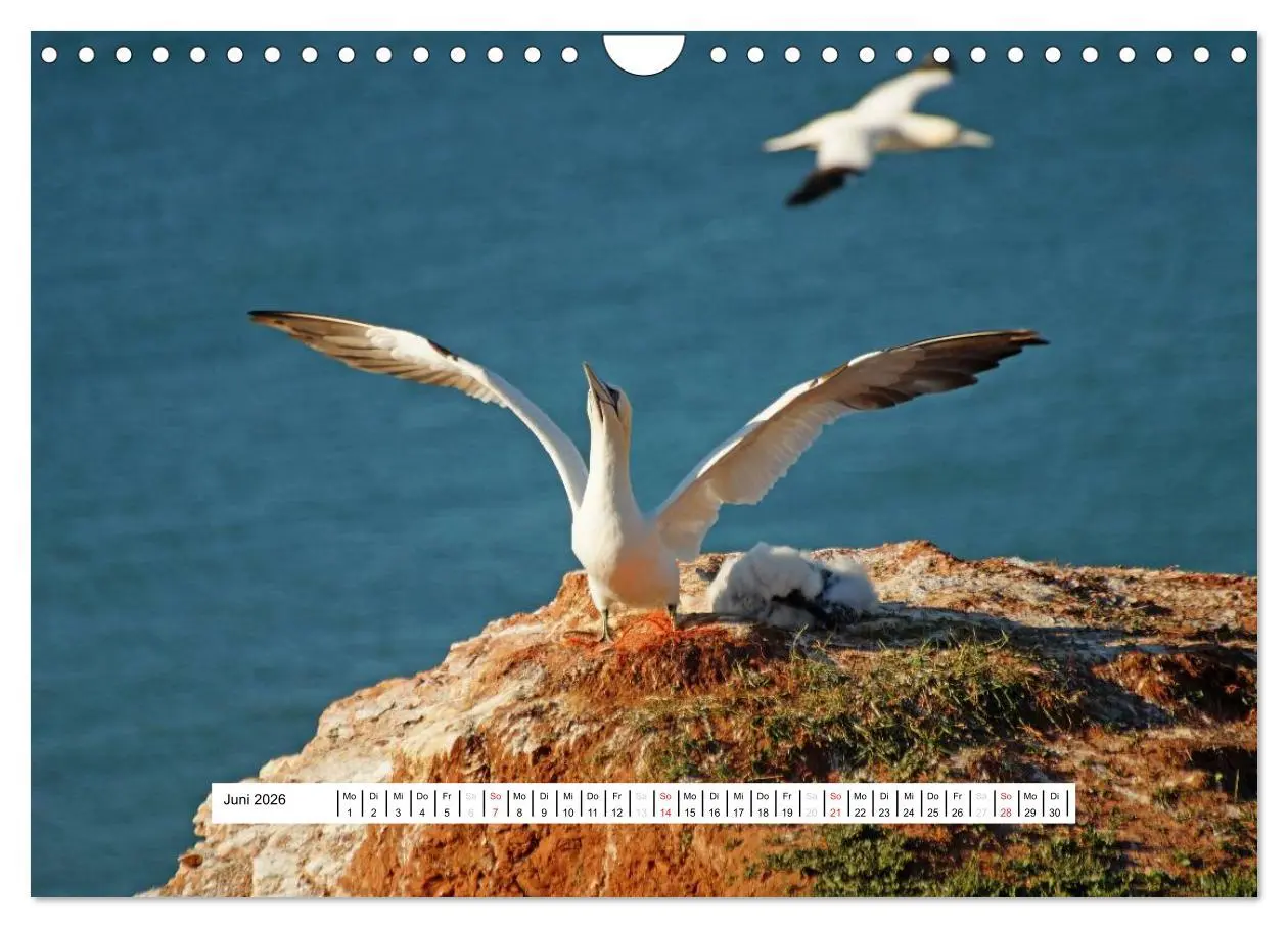 Bild: 9783457952245 | Hochsee-Insel Helgoland (Wandkalender 2026 DIN A4 quer), CALVENDO...