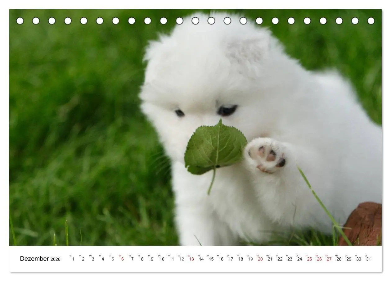 Bild: 9783516112245 | Samojeden Welpen (Tischkalender 2026 DIN A5 quer), CALVENDO...