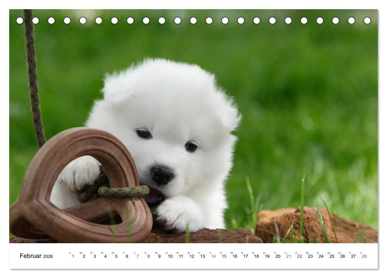 Bild: 9783516112245 | Samojeden Welpen (Tischkalender 2026 DIN A5 quer), CALVENDO...