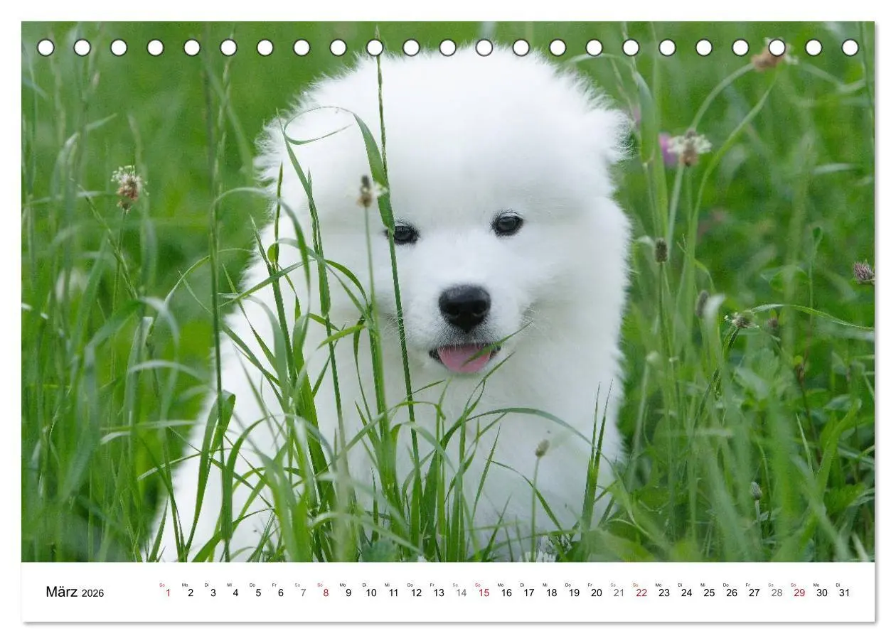 Bild: 9783516112245 | Samojeden Welpen (Tischkalender 2026 DIN A5 quer), CALVENDO...
