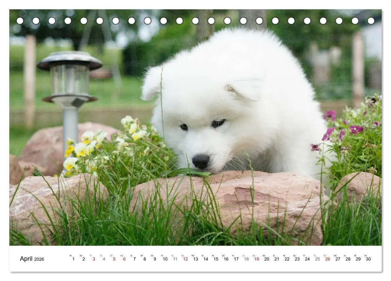 Bild: 9783516112245 | Samojeden Welpen (Tischkalender 2026 DIN A5 quer), CALVENDO...