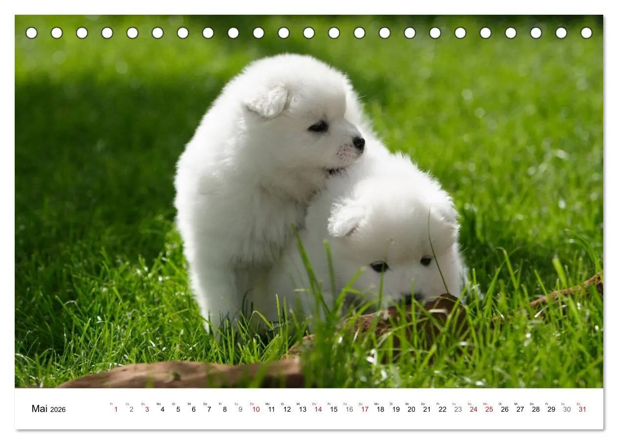 Bild: 9783516112245 | Samojeden Welpen (Tischkalender 2026 DIN A5 quer), CALVENDO...