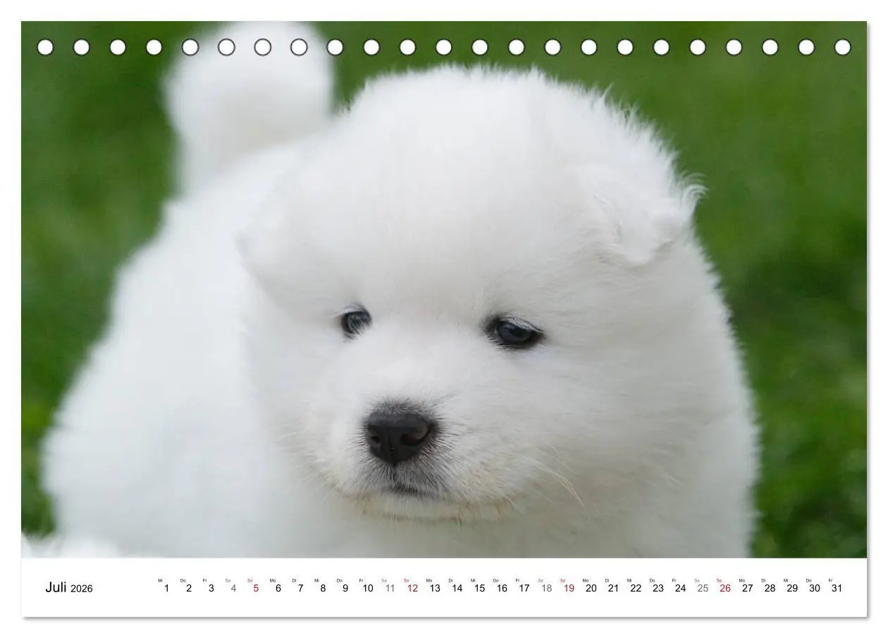 Bild: 9783516112245 | Samojeden Welpen (Tischkalender 2026 DIN A5 quer), CALVENDO...
