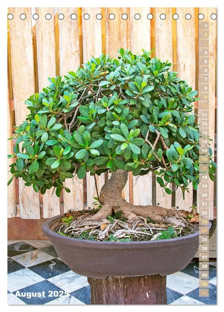 Bild: 9783435852345 | Bonsai: Gartenkunst im Kleinen (Tischkalender 2025 DIN A5 hoch),...
