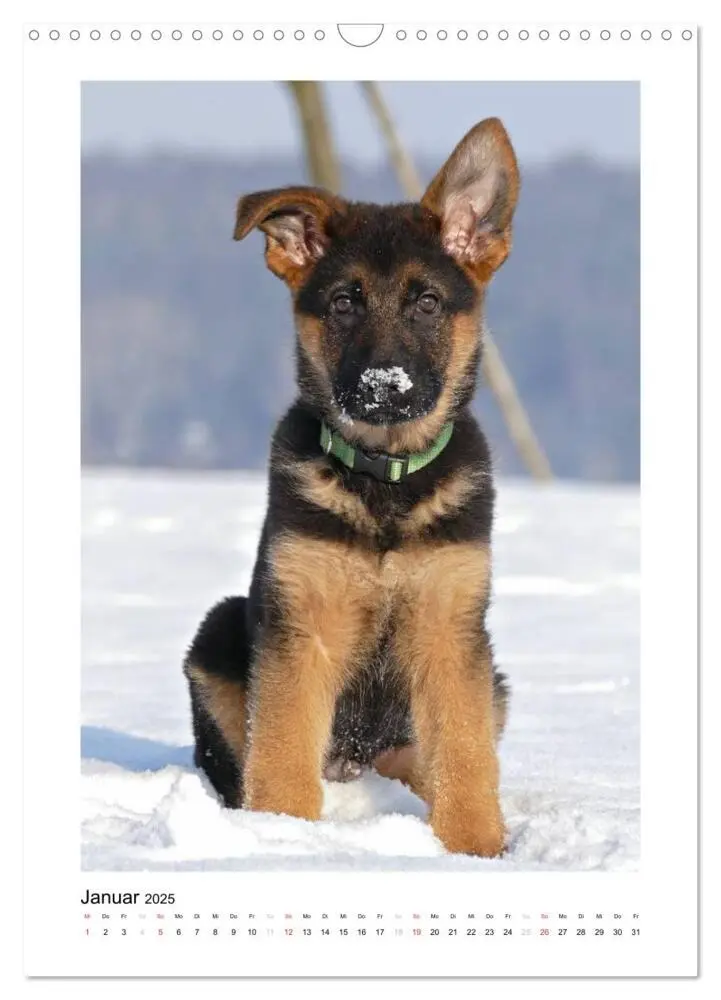 Bild: 9783457012345 | Deutscher Schäferhund - unser bester Freund (Wandkalender 2025 DIN...