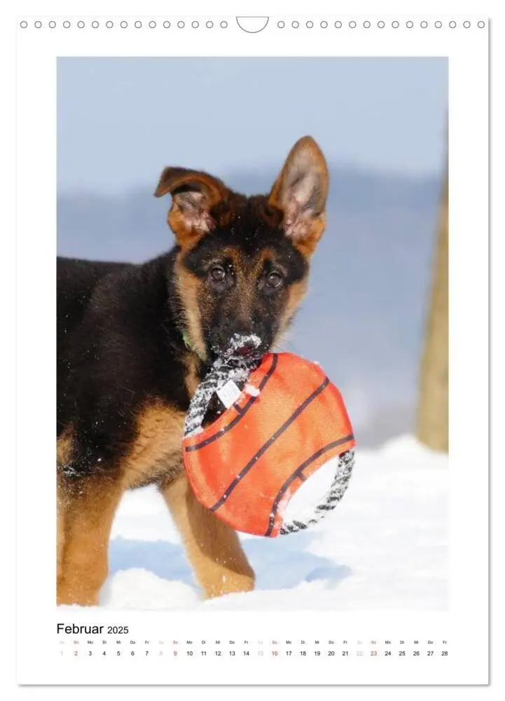 Bild: 9783457012345 | Deutscher Schäferhund - unser bester Freund (Wandkalender 2025 DIN...