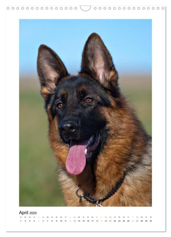 Bild: 9783457012345 | Deutscher Schäferhund - unser bester Freund (Wandkalender 2025 DIN...