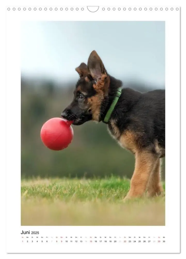 Bild: 9783457012345 | Deutscher Schäferhund - unser bester Freund (Wandkalender 2025 DIN...