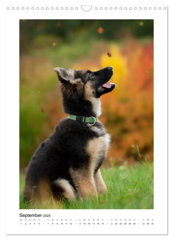 Bild: 9783457012345 | Deutscher Schäferhund - unser bester Freund (Wandkalender 2025 DIN...