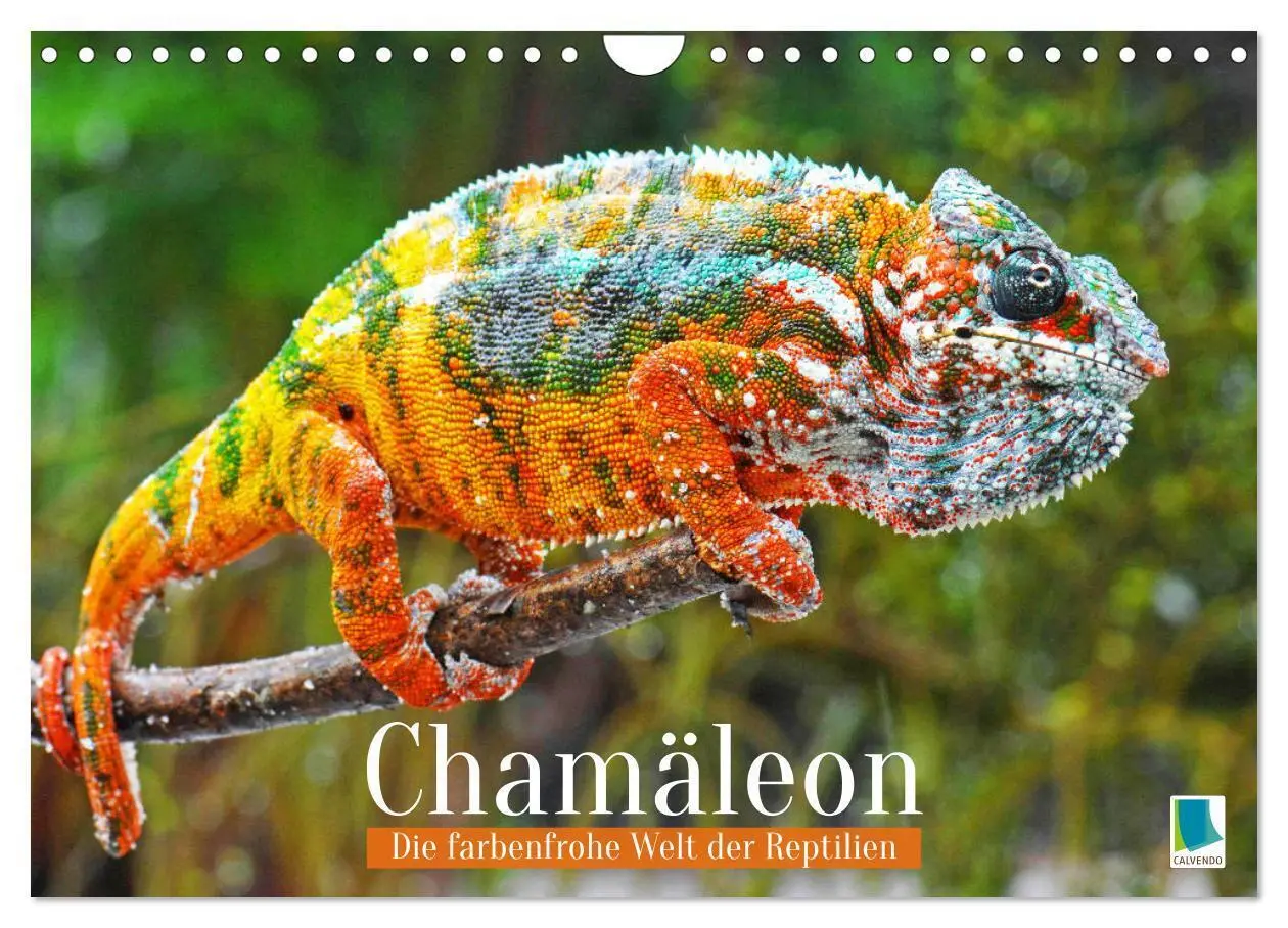 Cover: 9783457322345 | Chamäleon: Die farbenfrohe Welt der Reptilien (Wandkalender 2026...