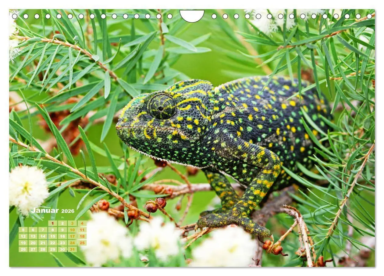 Bild: 9783457322345 | Chamäleon: Die farbenfrohe Welt der Reptilien (Wandkalender 2026...