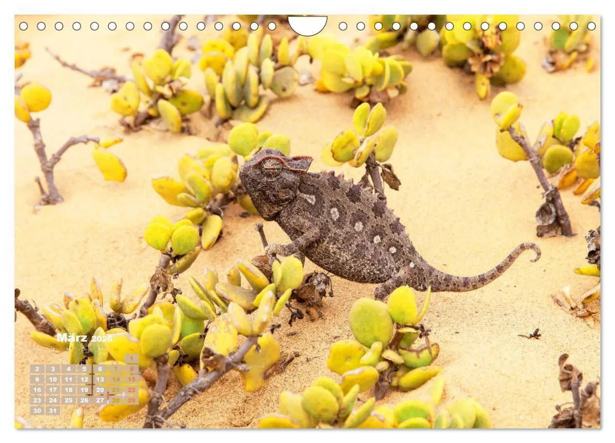 Bild: 9783457322345 | Chamäleon: Die farbenfrohe Welt der Reptilien (Wandkalender 2026...