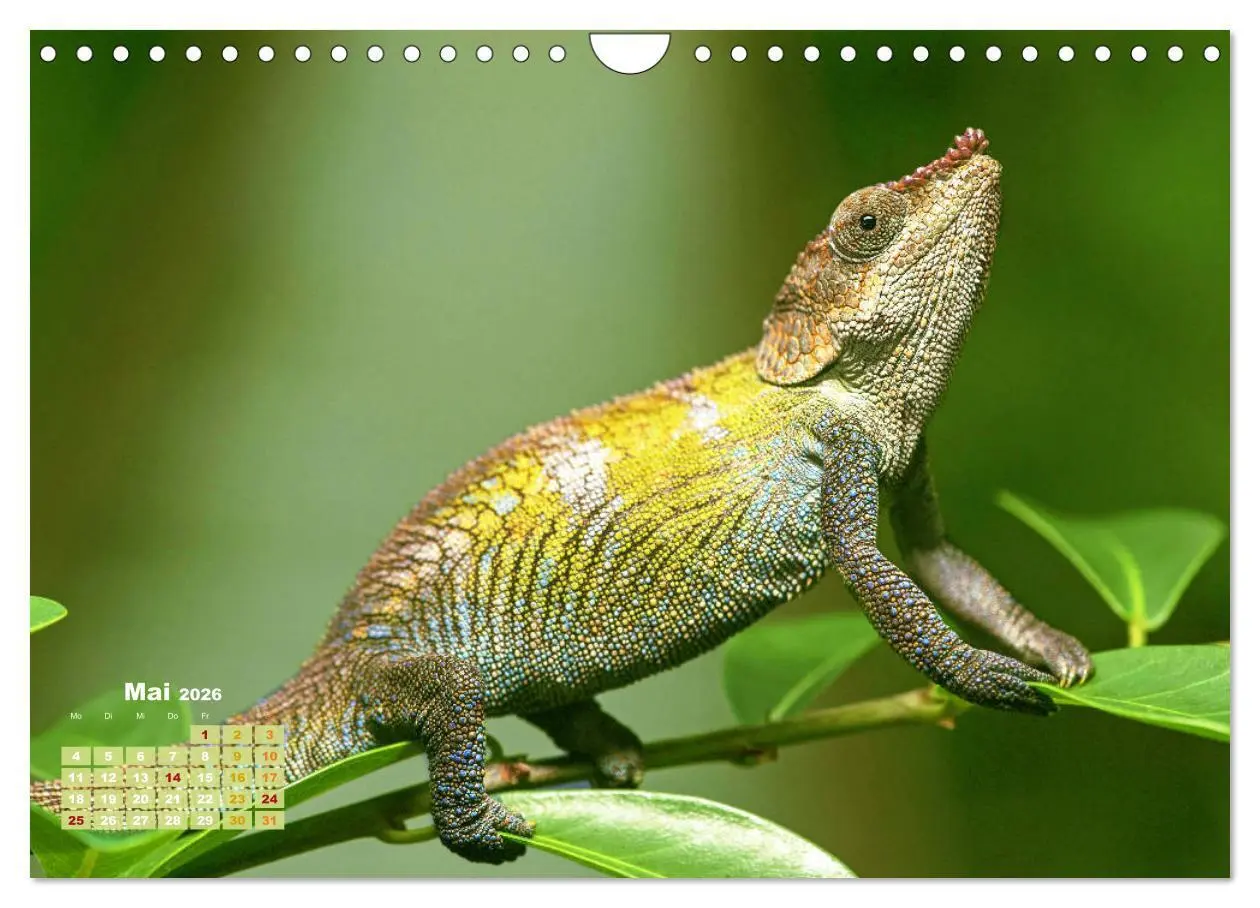 Bild: 9783457322345 | Chamäleon: Die farbenfrohe Welt der Reptilien (Wandkalender 2026...