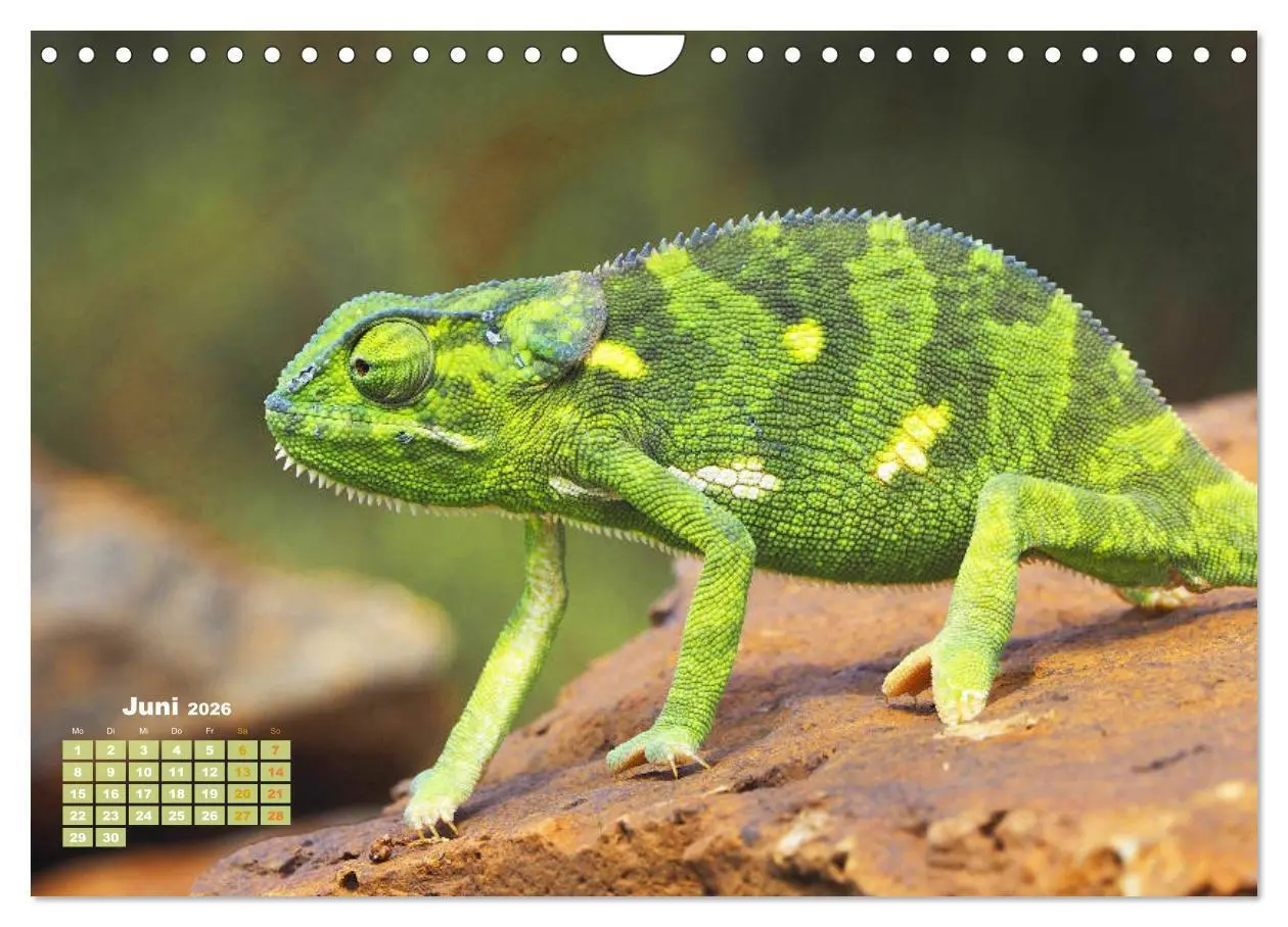 Bild: 9783457322345 | Chamäleon: Die farbenfrohe Welt der Reptilien (Wandkalender 2026...