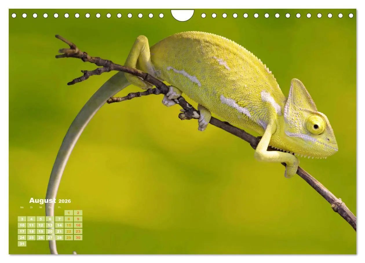 Bild: 9783457322345 | Chamäleon: Die farbenfrohe Welt der Reptilien (Wandkalender 2026...