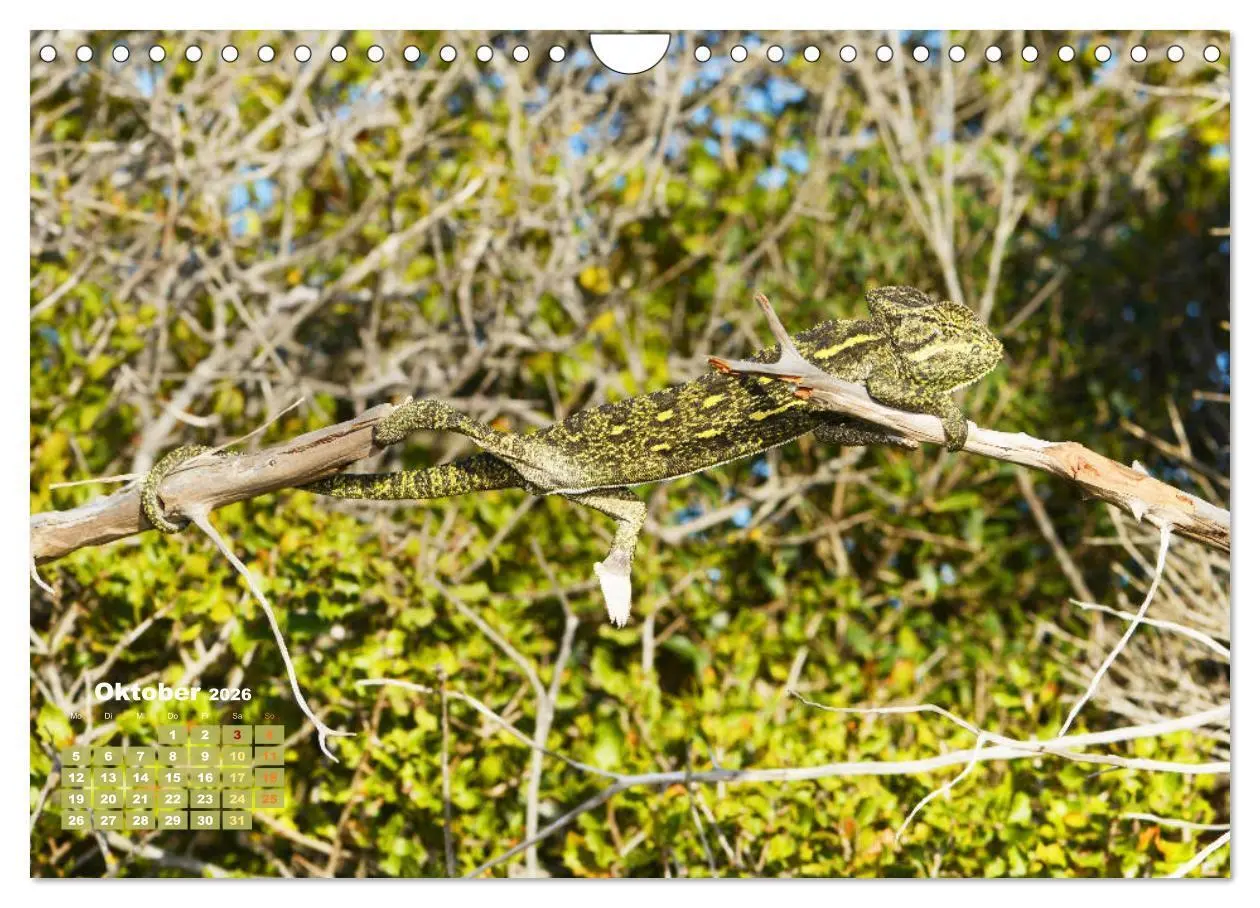 Bild: 9783457322345 | Chamäleon: Die farbenfrohe Welt der Reptilien (Wandkalender 2026...