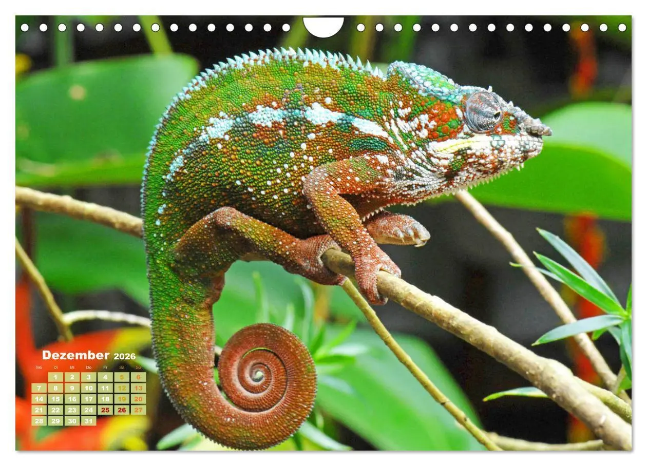 Bild: 9783457322345 | Chamäleon: Die farbenfrohe Welt der Reptilien (Wandkalender 2026...