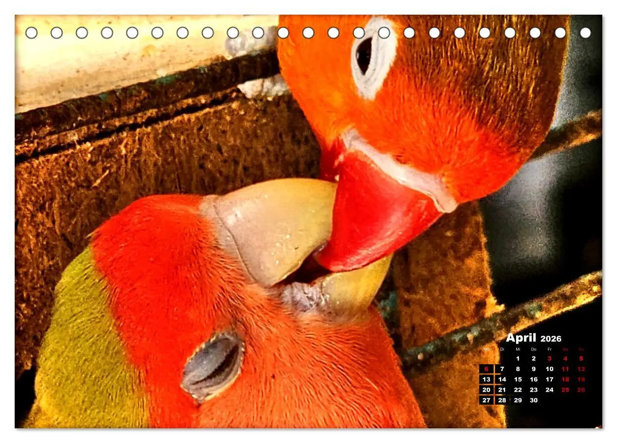 Bild: 9783457392645 | Die Unzertrennlichen (Tischkalender 2026 DIN A5 quer), CALVENDO...