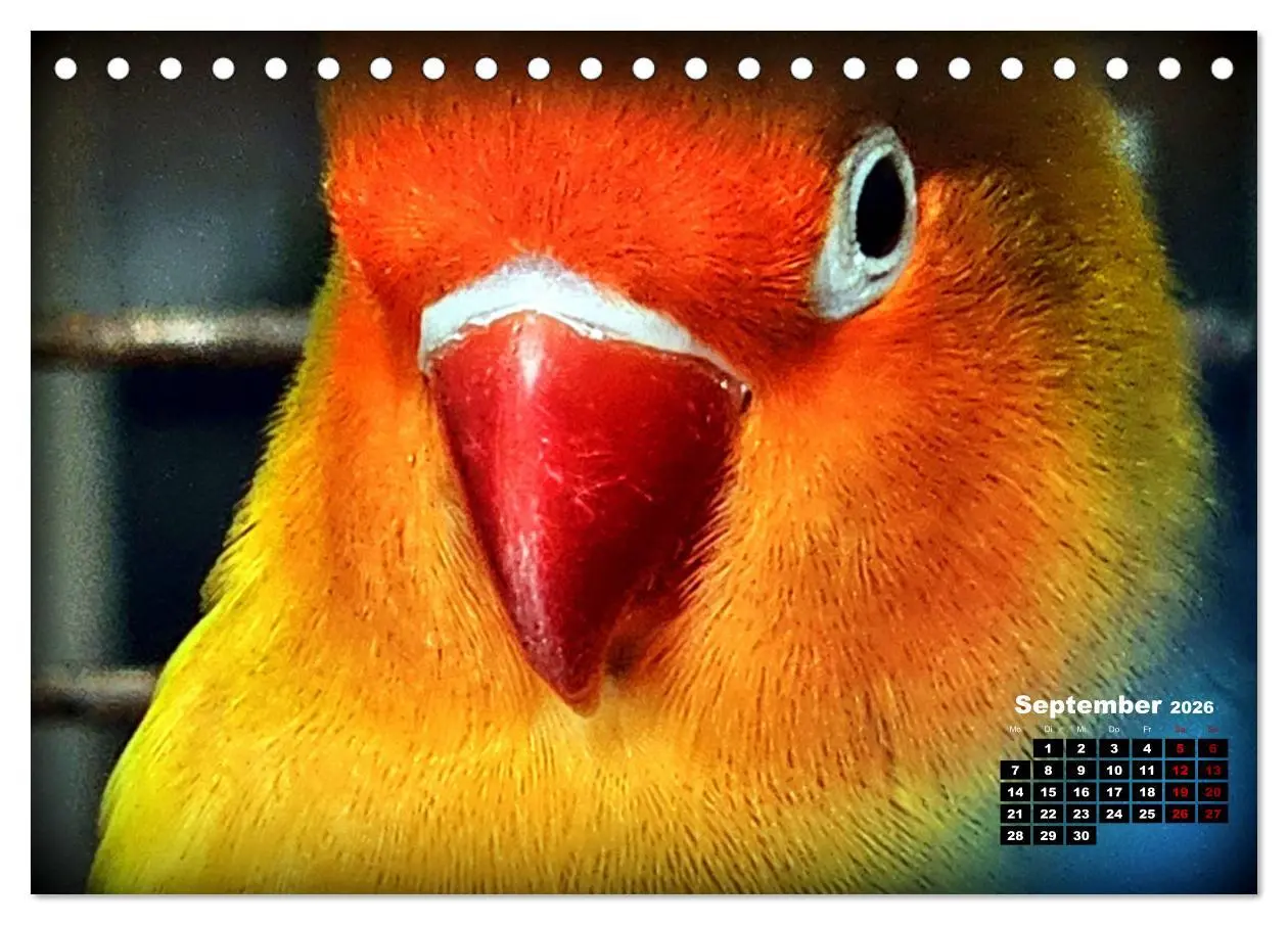 Bild: 9783457392645 | Die Unzertrennlichen (Tischkalender 2026 DIN A5 quer), CALVENDO...
