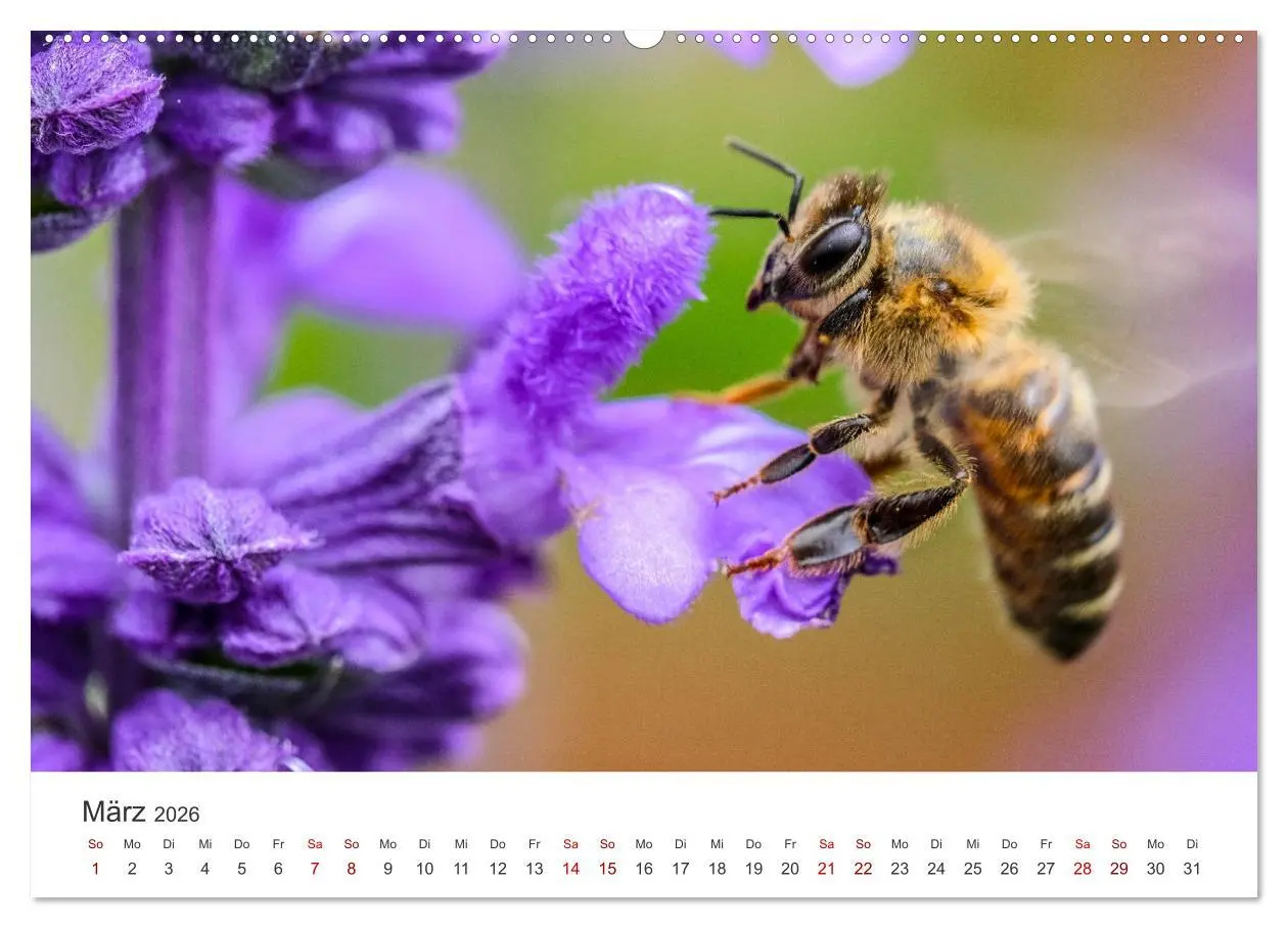 Bild: 9783457602645 | Bienen - Die fleißigen Tierchen die den Honig herstellen....