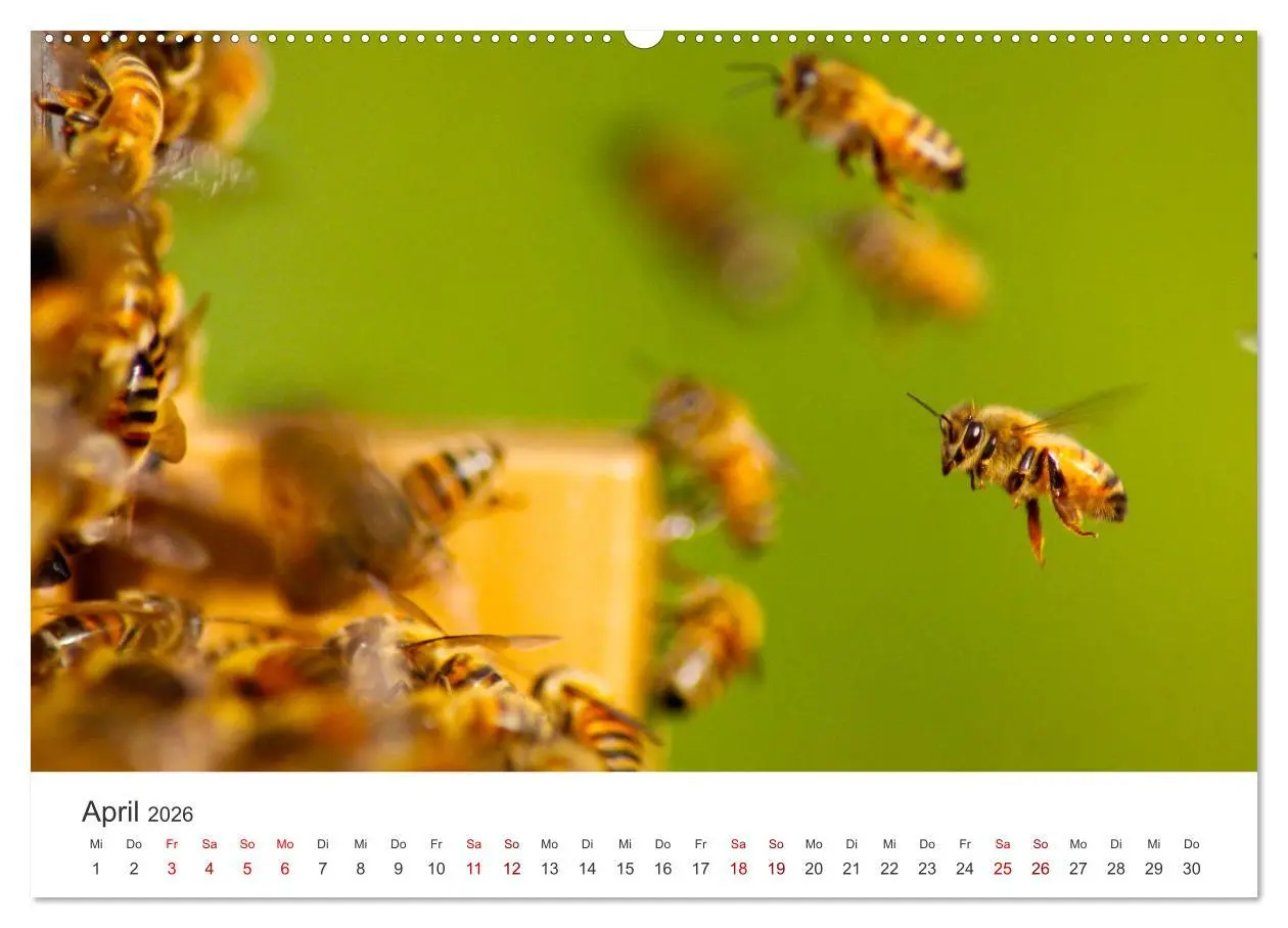 Bild: 9783457602645 | Bienen - Die fleißigen Tierchen die den Honig herstellen....