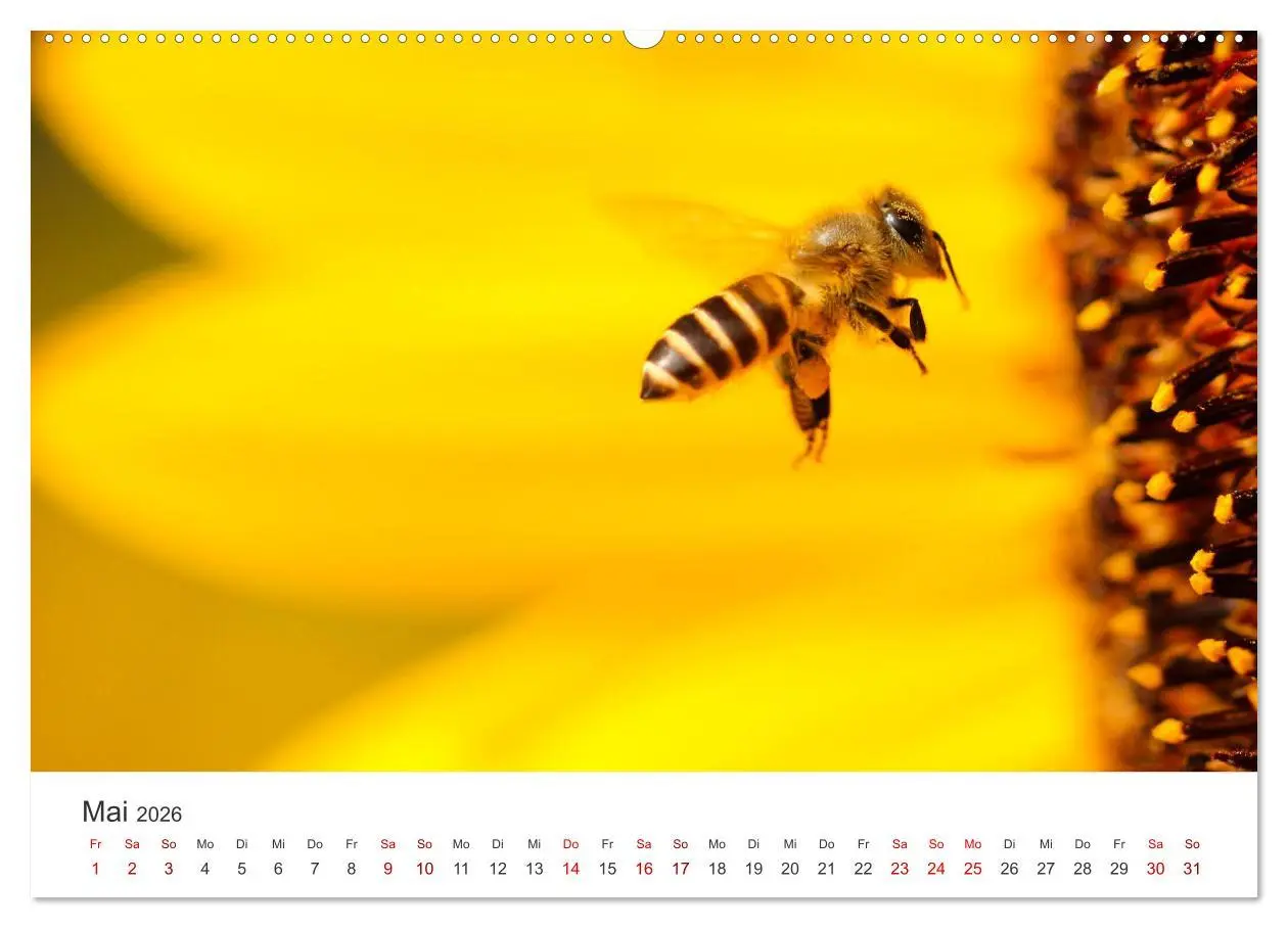 Bild: 9783457602645 | Bienen - Die fleißigen Tierchen die den Honig herstellen....