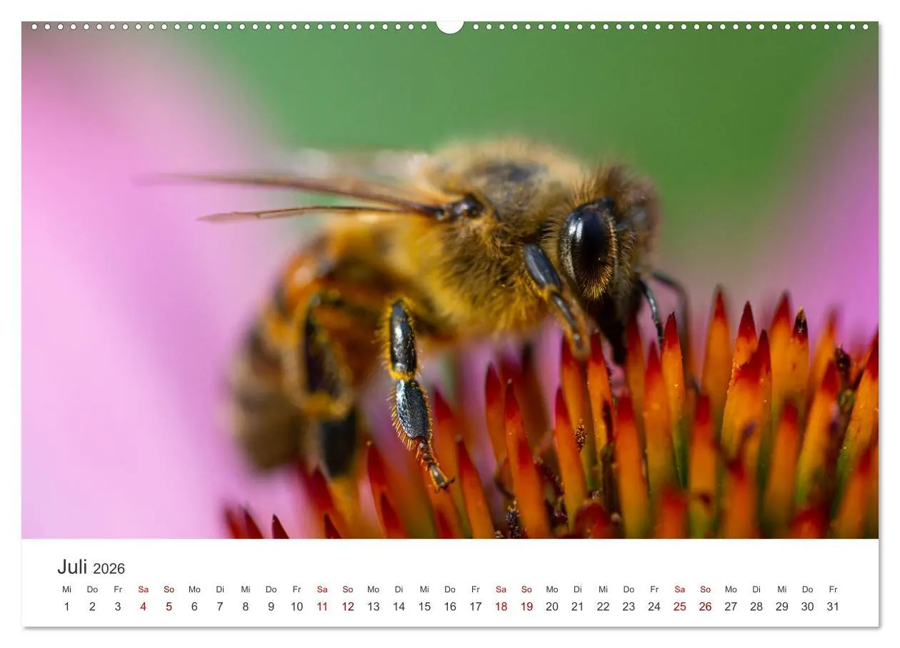 Bild: 9783457602645 | Bienen - Die fleißigen Tierchen die den Honig herstellen....