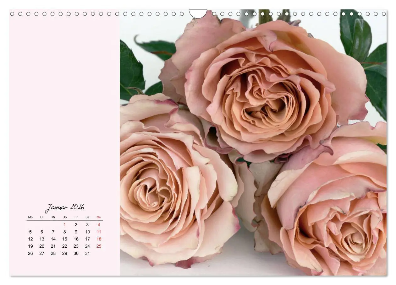 Bild: 9783457772645 | Rosen. Charmante und edle Königinnen (Wandkalender 2026 DIN A3...