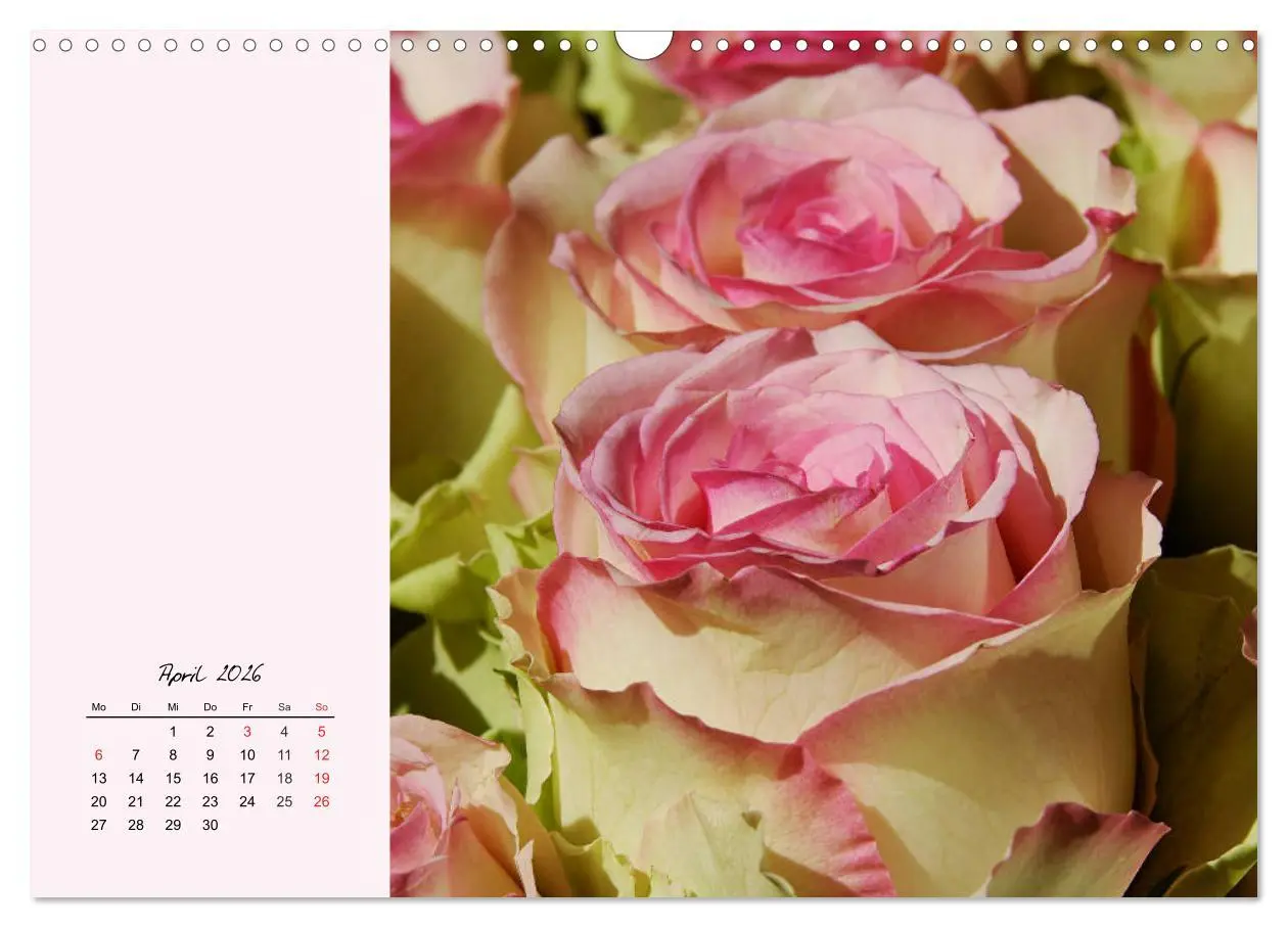 Bild: 9783457772645 | Rosen. Charmante und edle Königinnen (Wandkalender 2026 DIN A3...