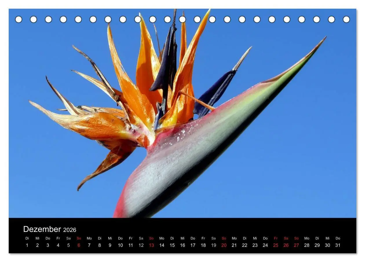 Bild: 9783516162745 | Madeira 2026 (Tischkalender 2026 DIN A5 quer), CALVENDO Monatskalender